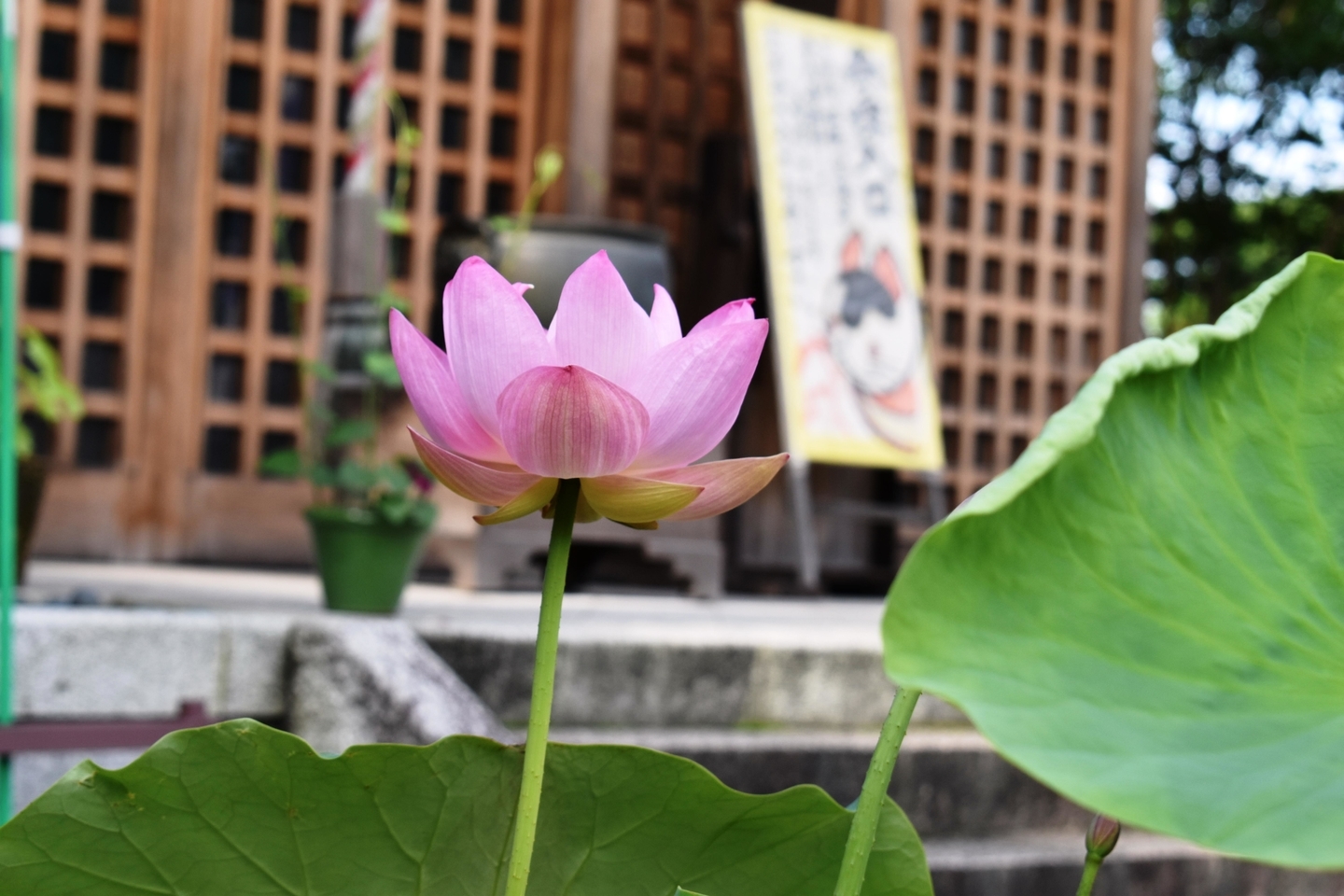 法住寺 蓮 2018年6月22日 撮影:MKタクシー