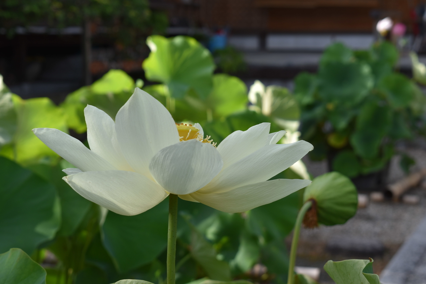 法住寺　蓮　2018年7月3日　撮影：MKタクシー