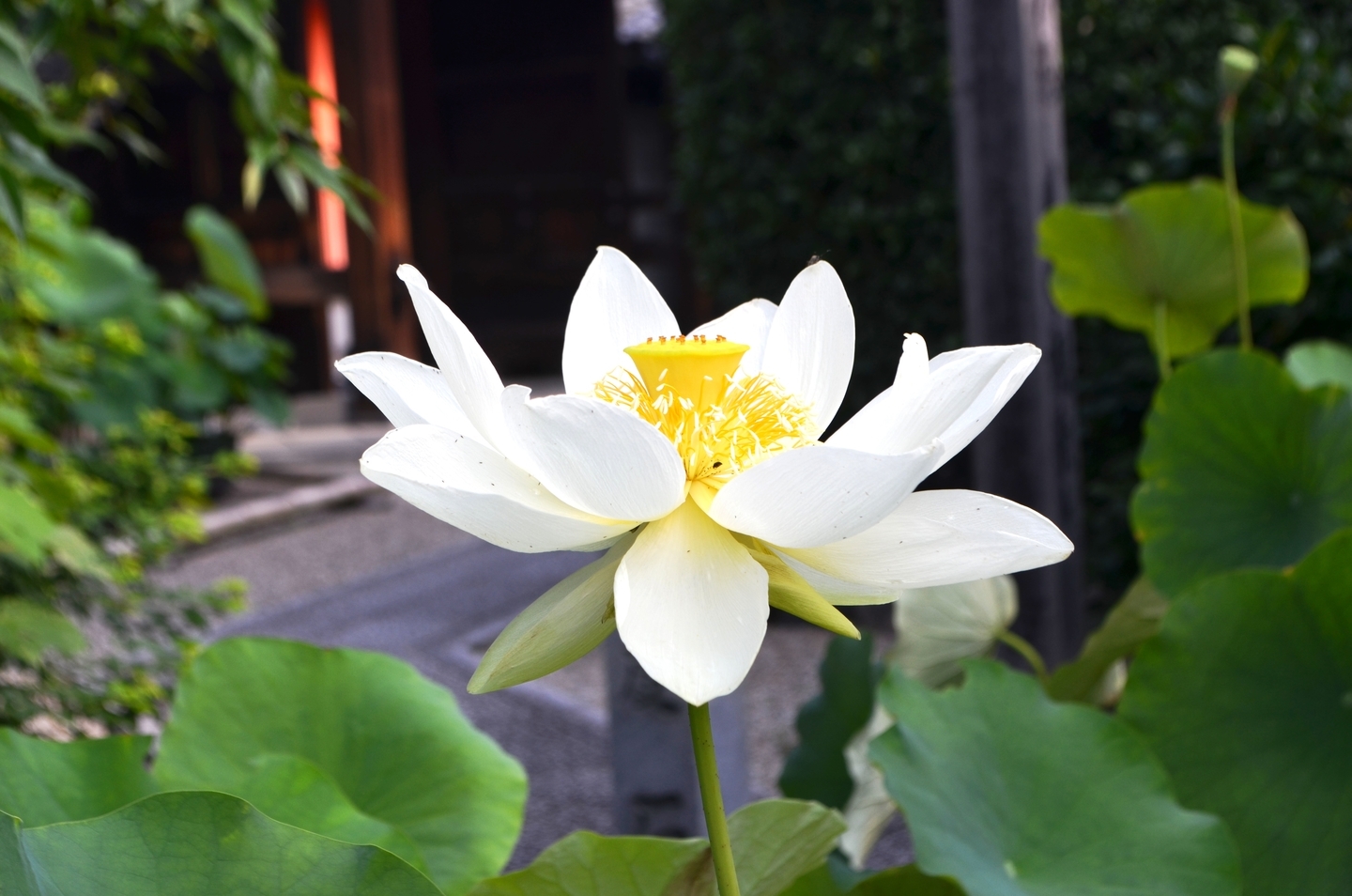 法住寺 蓮 2020年7月20日 撮影:MKタクシー