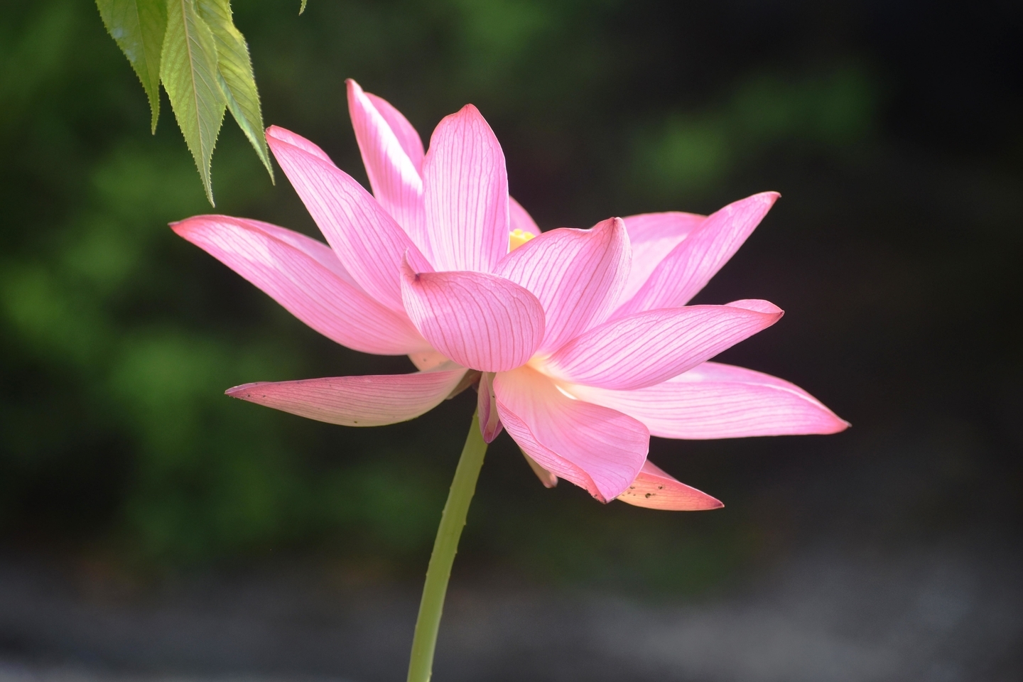 法住寺　蓮　2019年6月26日　撮影：MKタクシー