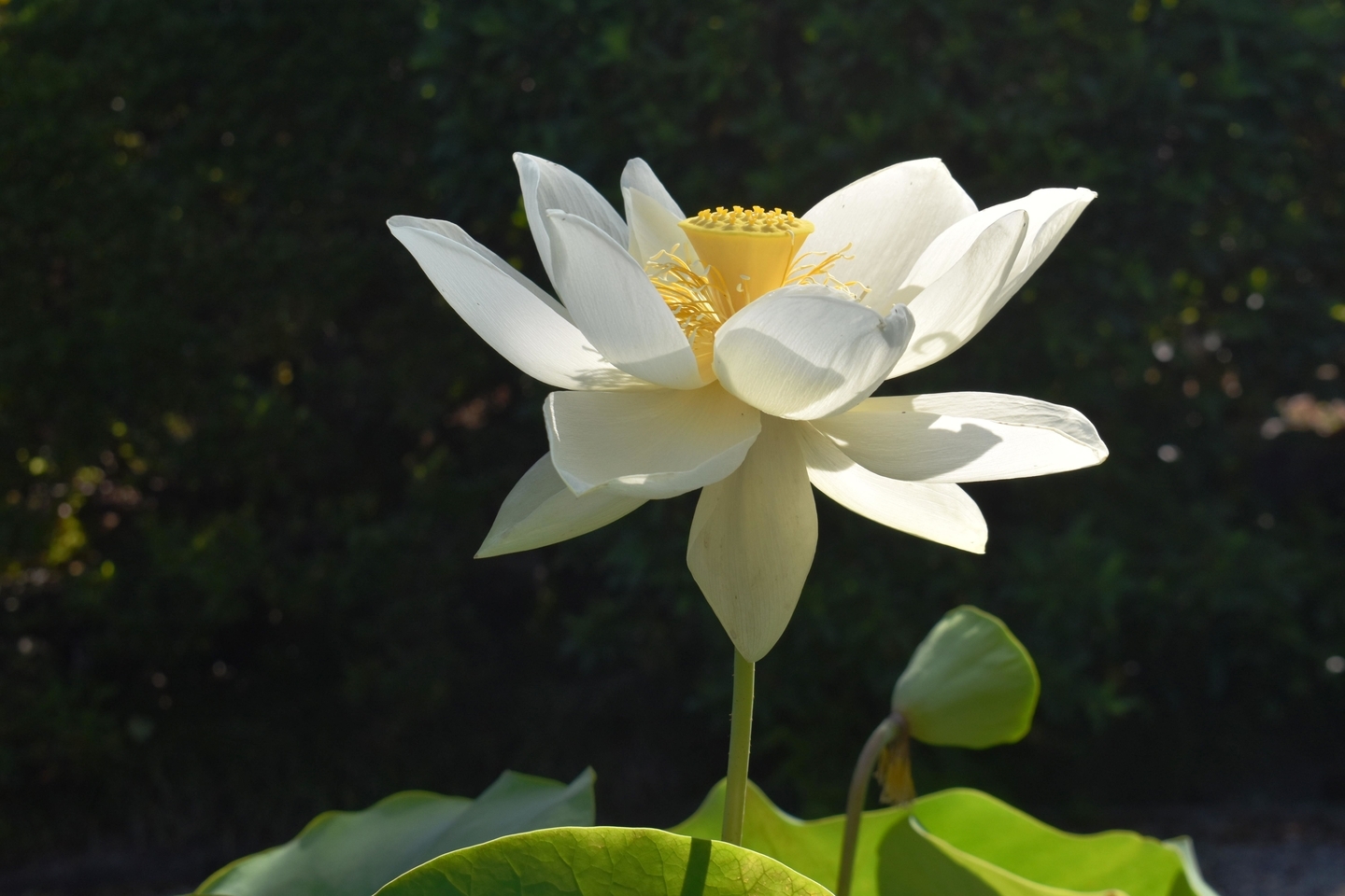 法住寺 蓮 2019年6月29日 撮影:MKタクシー