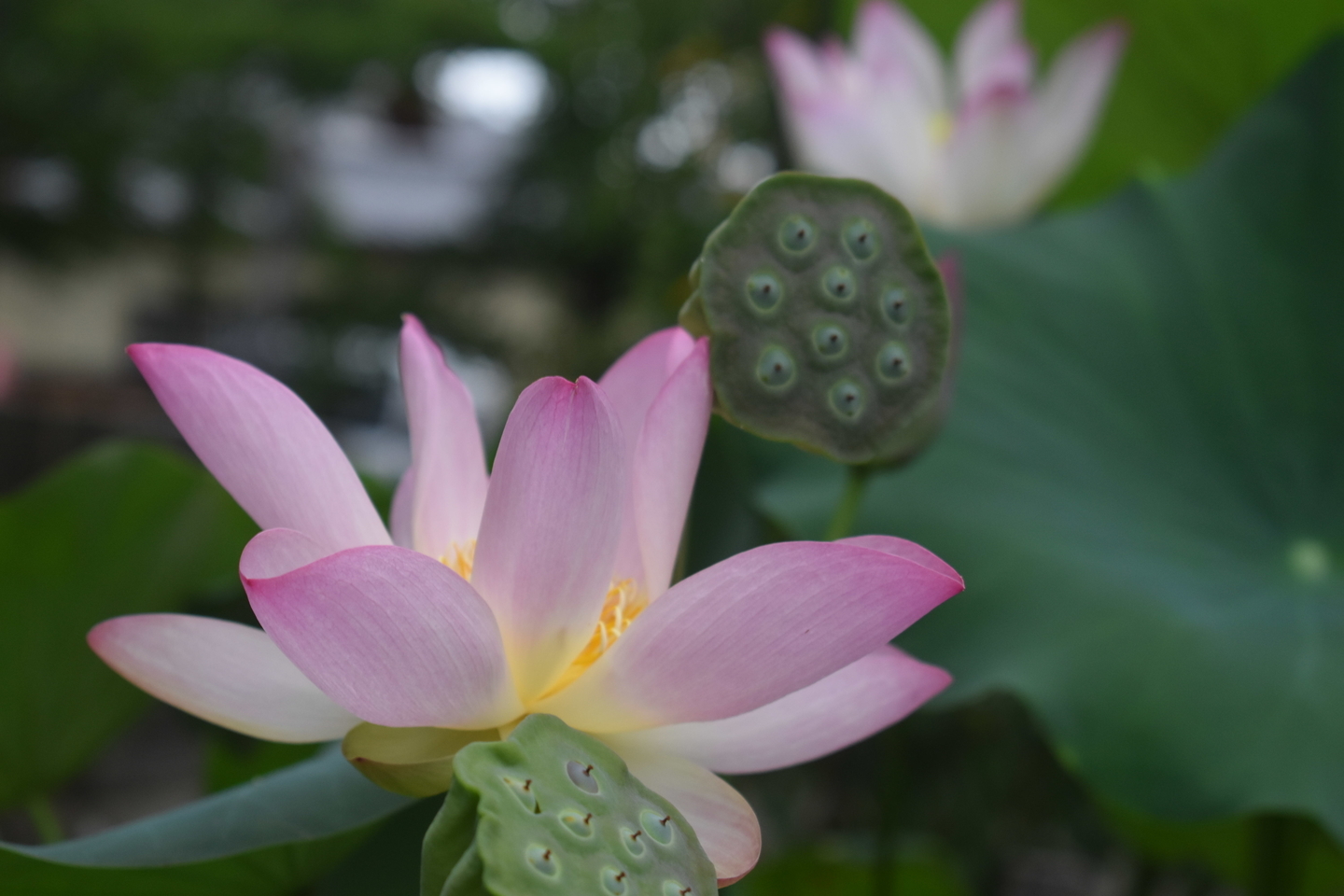 立本寺　蓮　散りはじめ　2019年8月9日　撮影：MKタクシー