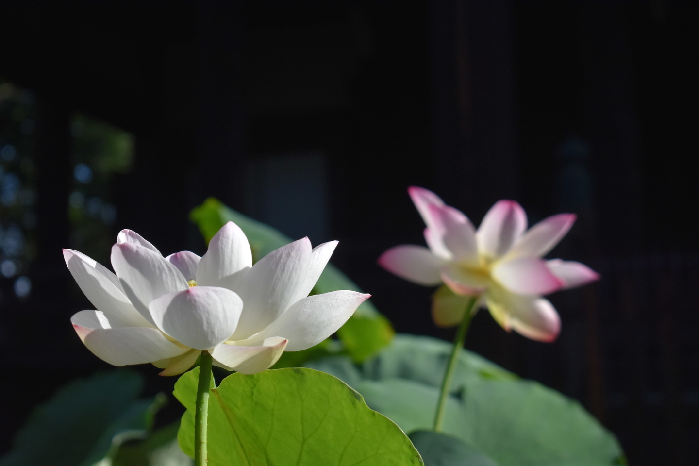 立本寺　蓮　咲きはじめ　2018年7月11日　撮影：MKタクシー