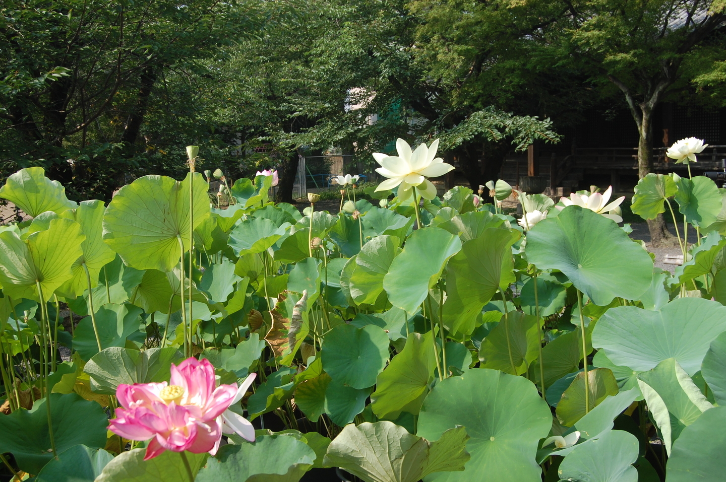 立本寺　蓮　散りはじめ　2007年7月28日　撮影：MKタクシー