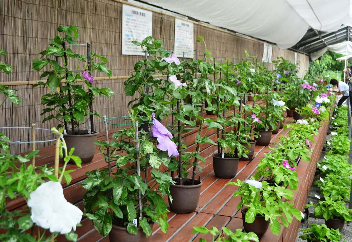 植物展示場に並ぶ鉢植えの朝顔　2017年7月28日　撮影：MKタクシー