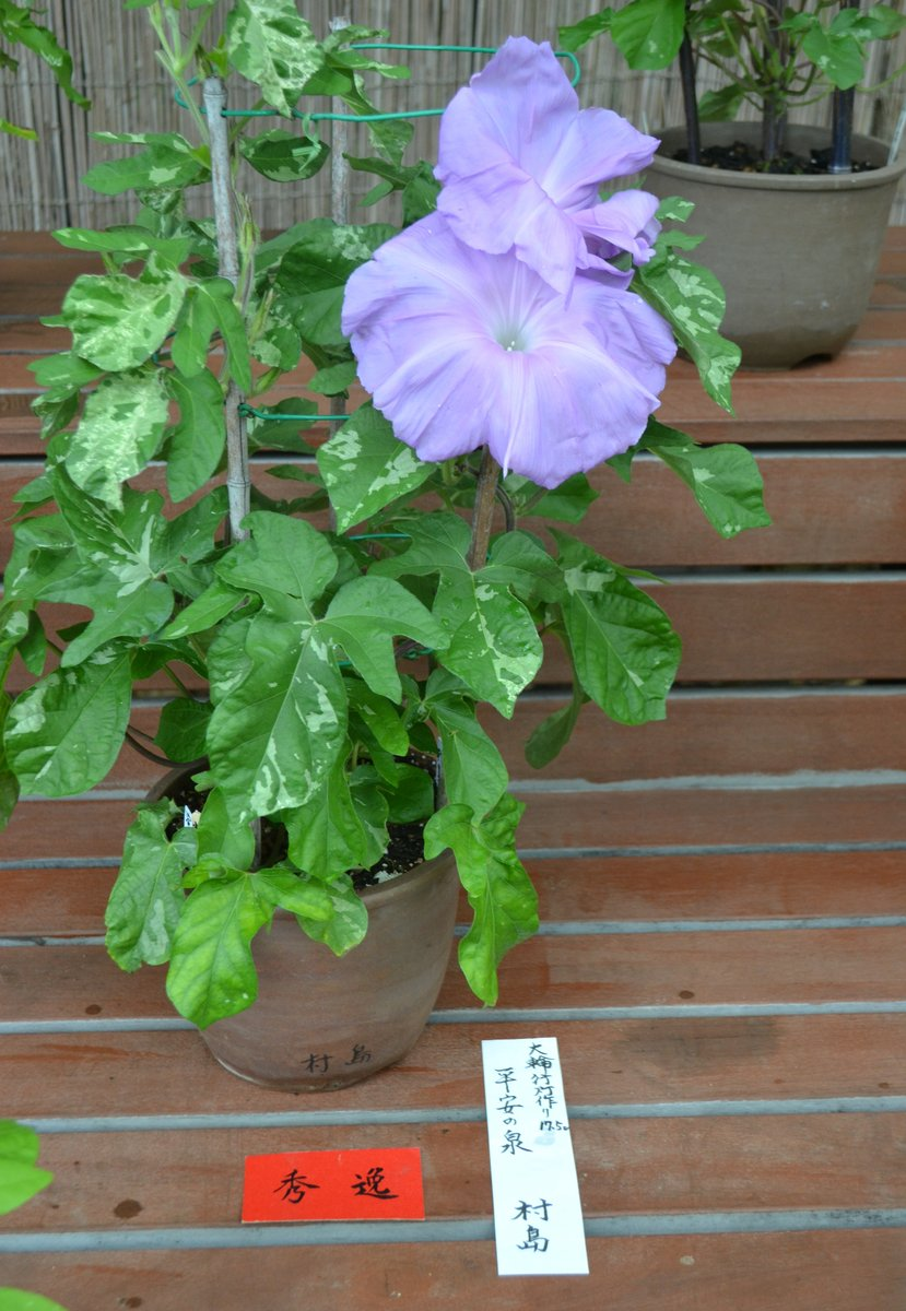 えっこれが朝顔 京都府立植物園の夏の風物詩 朝顔展 の変化朝顔 Mkメディア