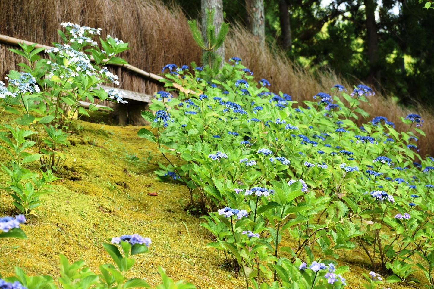 けいはんな記念公園 あじさい 咲きはじめ 2021年6月27日 撮影:MKタクシー