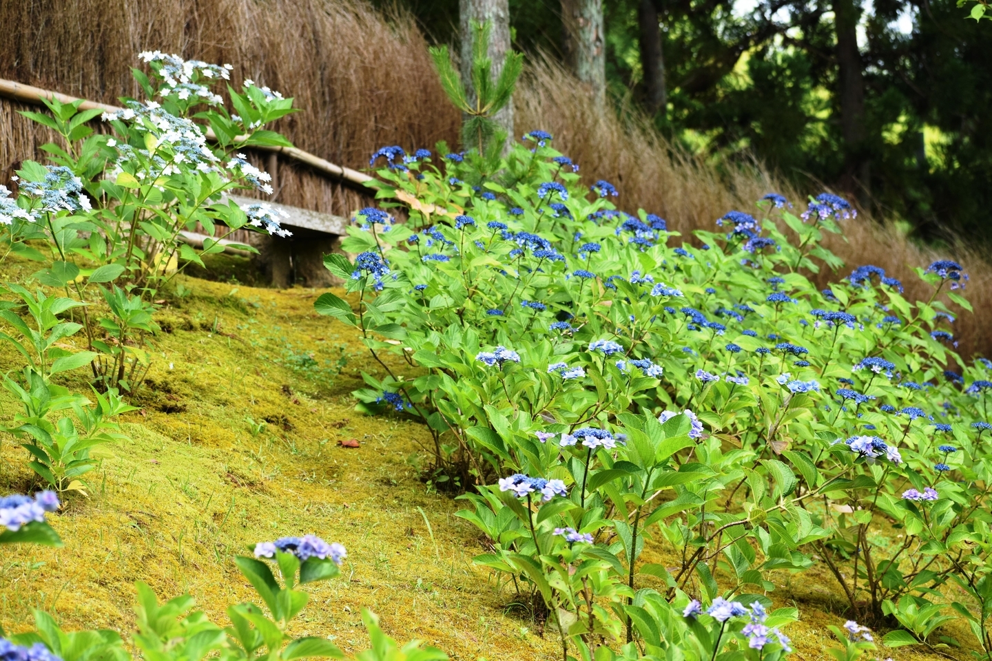 けいはんな記念公園　あじさい　咲きはじめ　2021年6月27日　撮影：MKタクシー