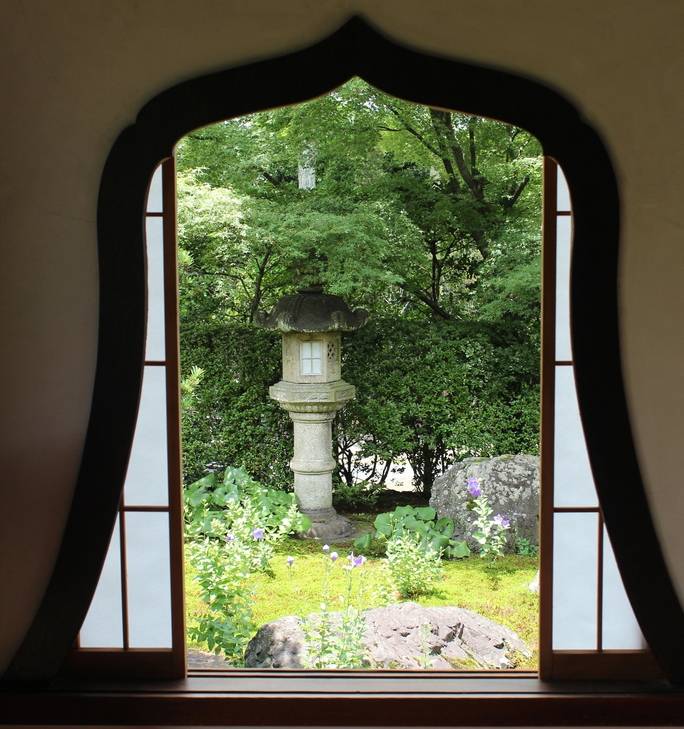 天得院 桔梗 見頃 2013年6月27日 撮影:MKタクシー