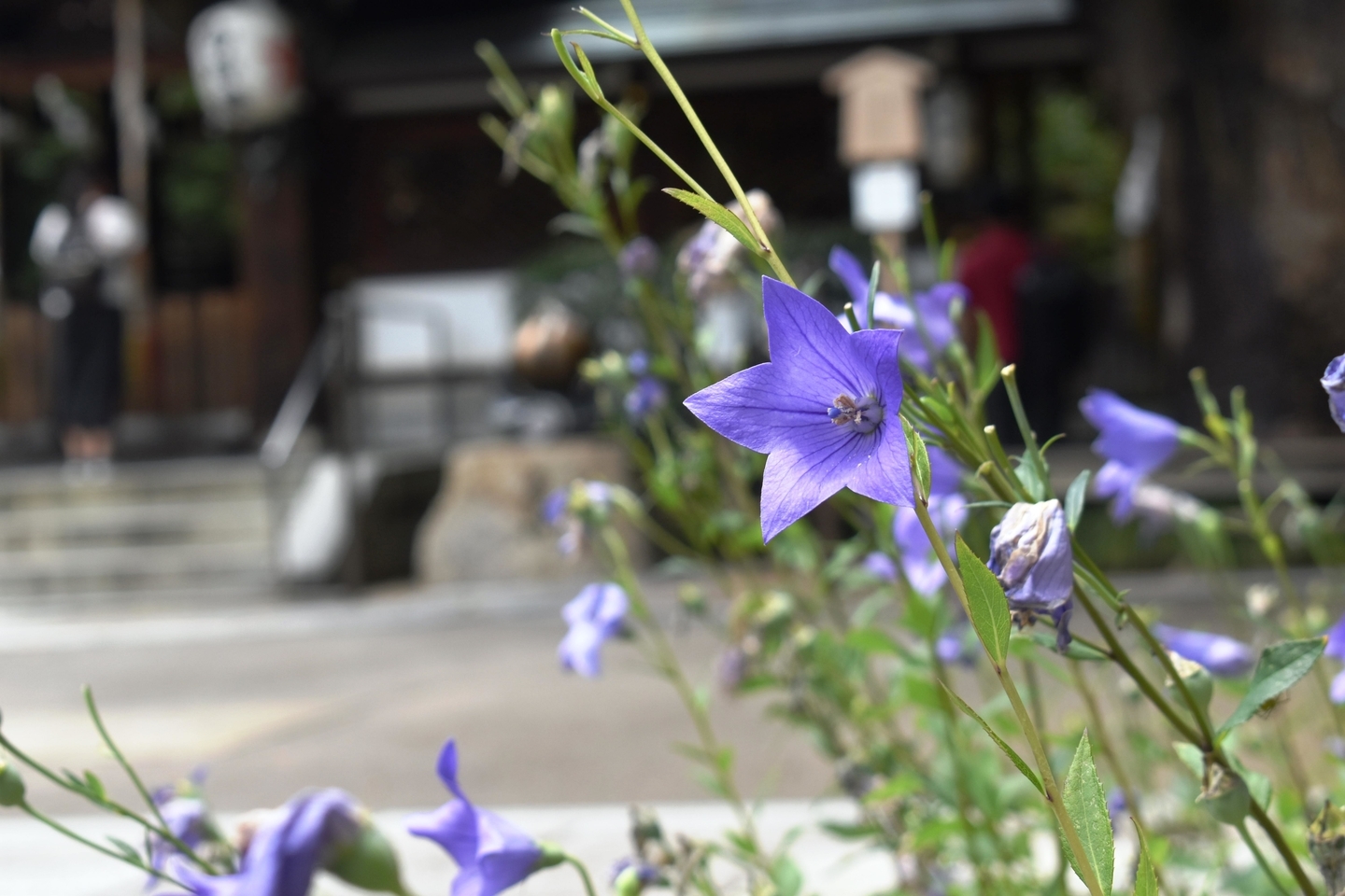 晴明神社　桔梗　五分咲き　2018年7月8日　撮影：MKタクシー