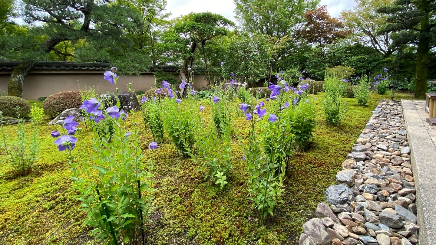 天得院 桔梗 見頃 2021年7月1日 撮影:MKタクシー