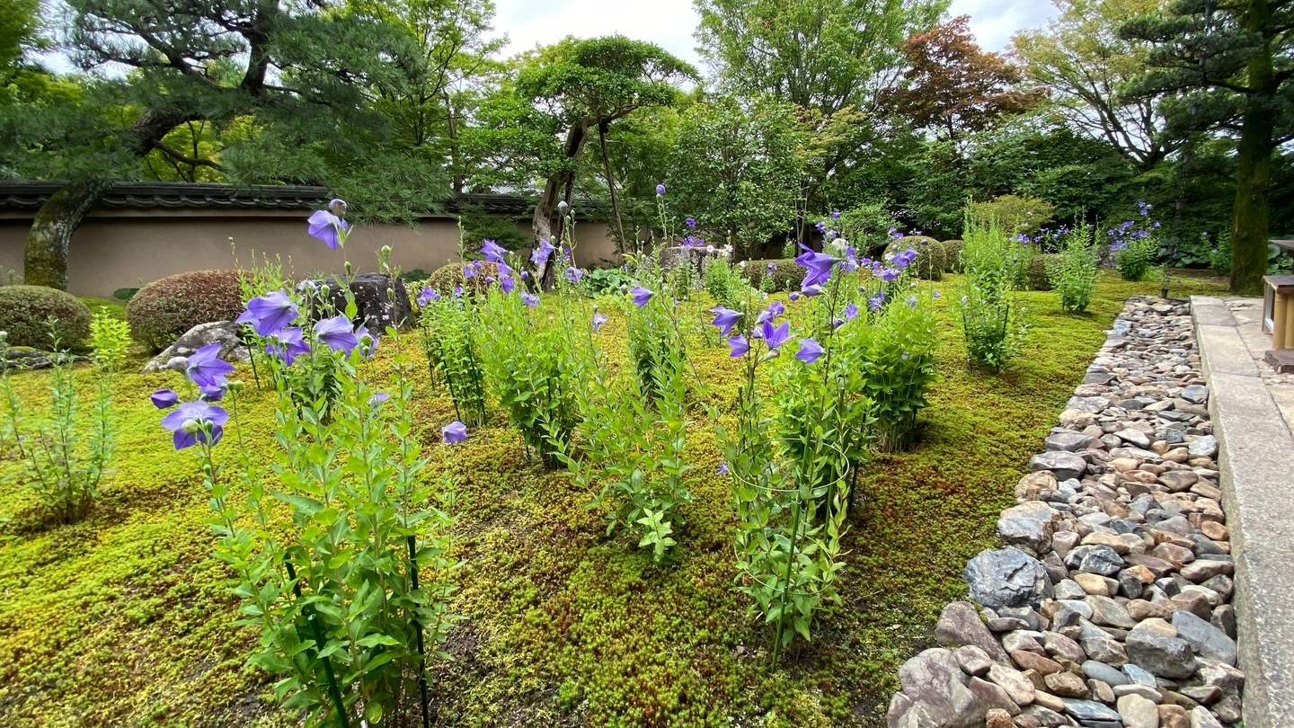 天得院　桔梗　見頃　2021年7月1日　撮影：MKタクシー