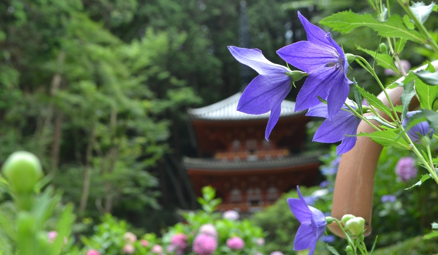 岩船寺　桔梗　見頃　2017年7月2日　撮影：MKタクシー