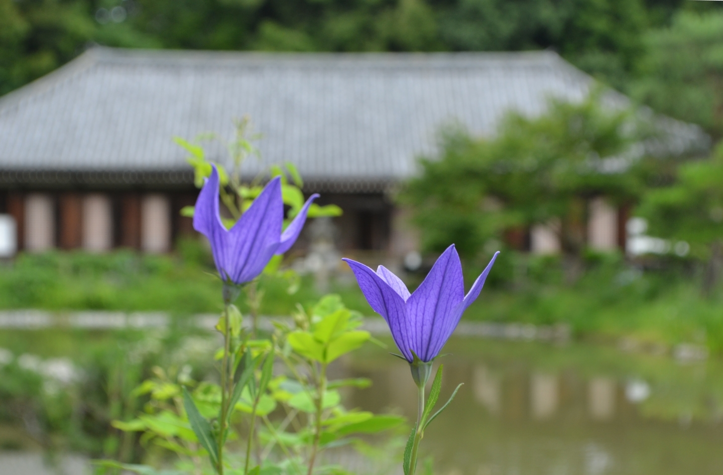 浄瑠璃寺　桔梗　見頃　2017年7月2日　撮影：MKタクシー