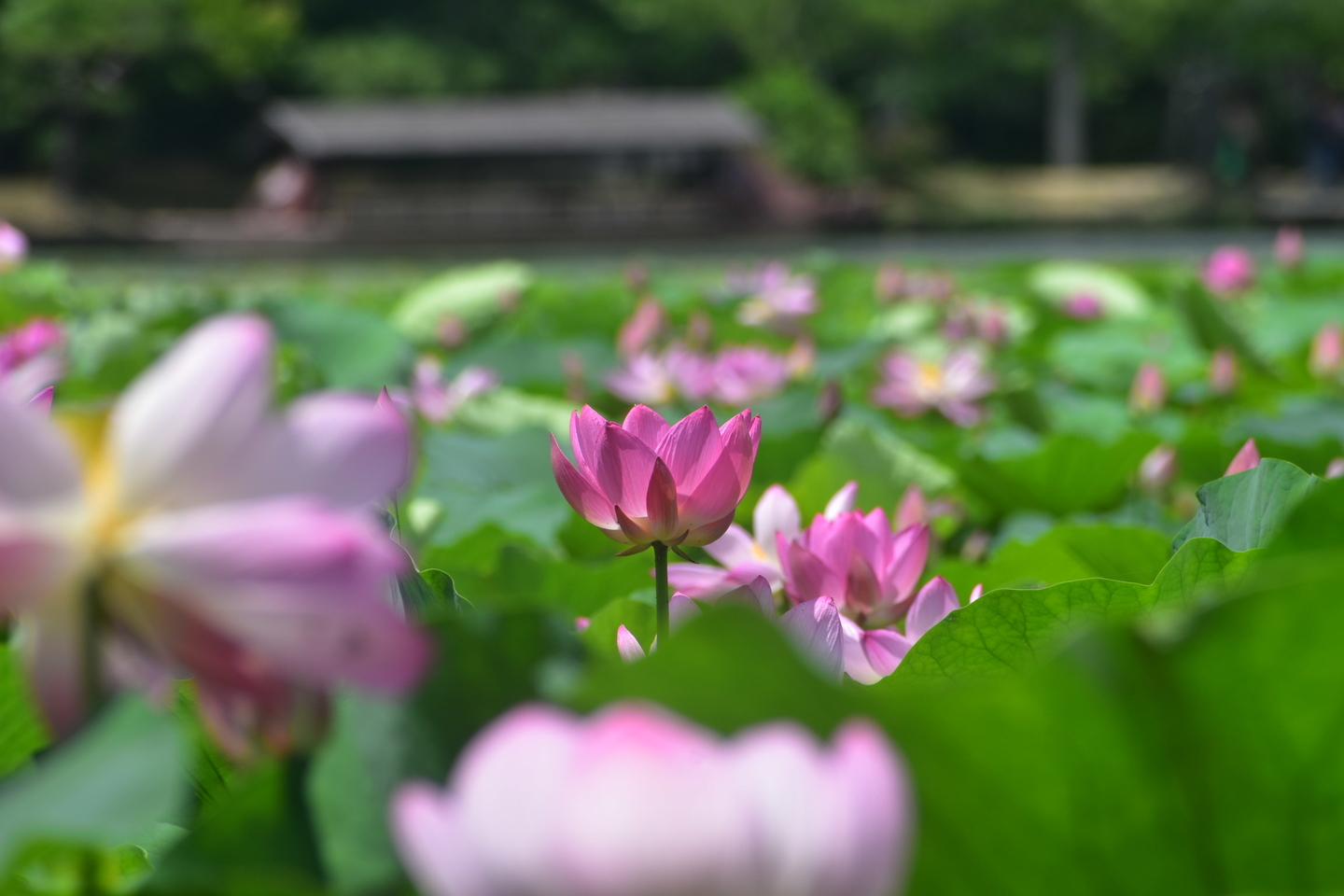 大沢池　蓮　2019年7月7日　撮影：MKタクシー