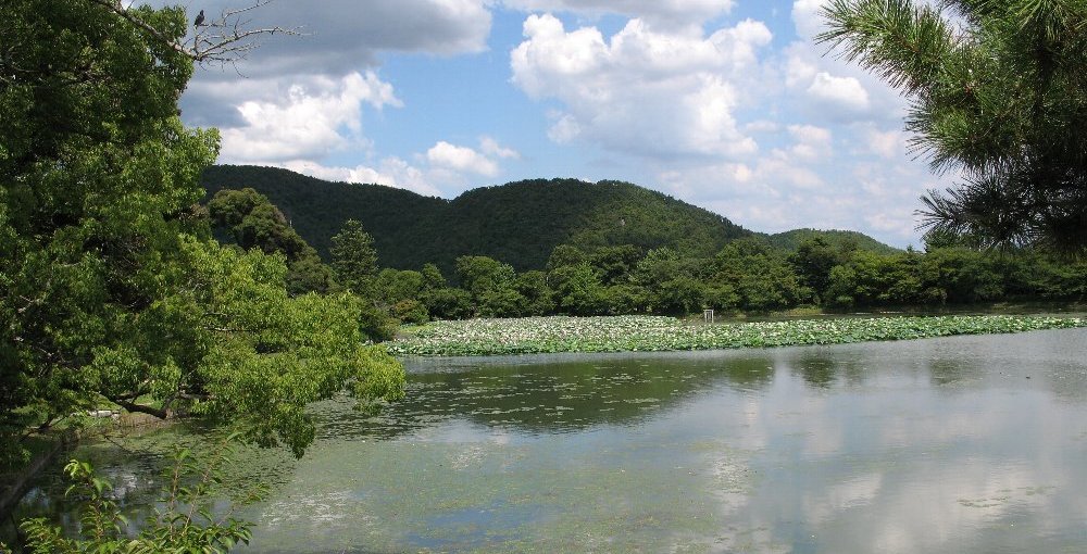 大沢池 復活し始めた蓮 見頃 2008年8月13日 撮影:MKタクシー