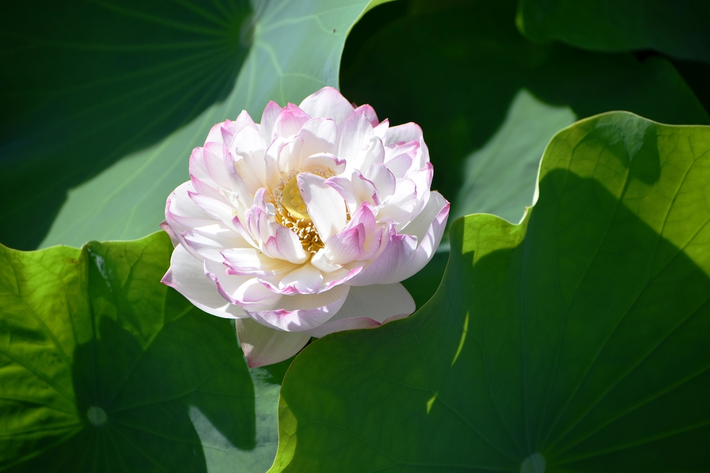 八条ヶ池 西湖紅蓮 ちらほら 2020年6月17日 撮影:MKタクシー