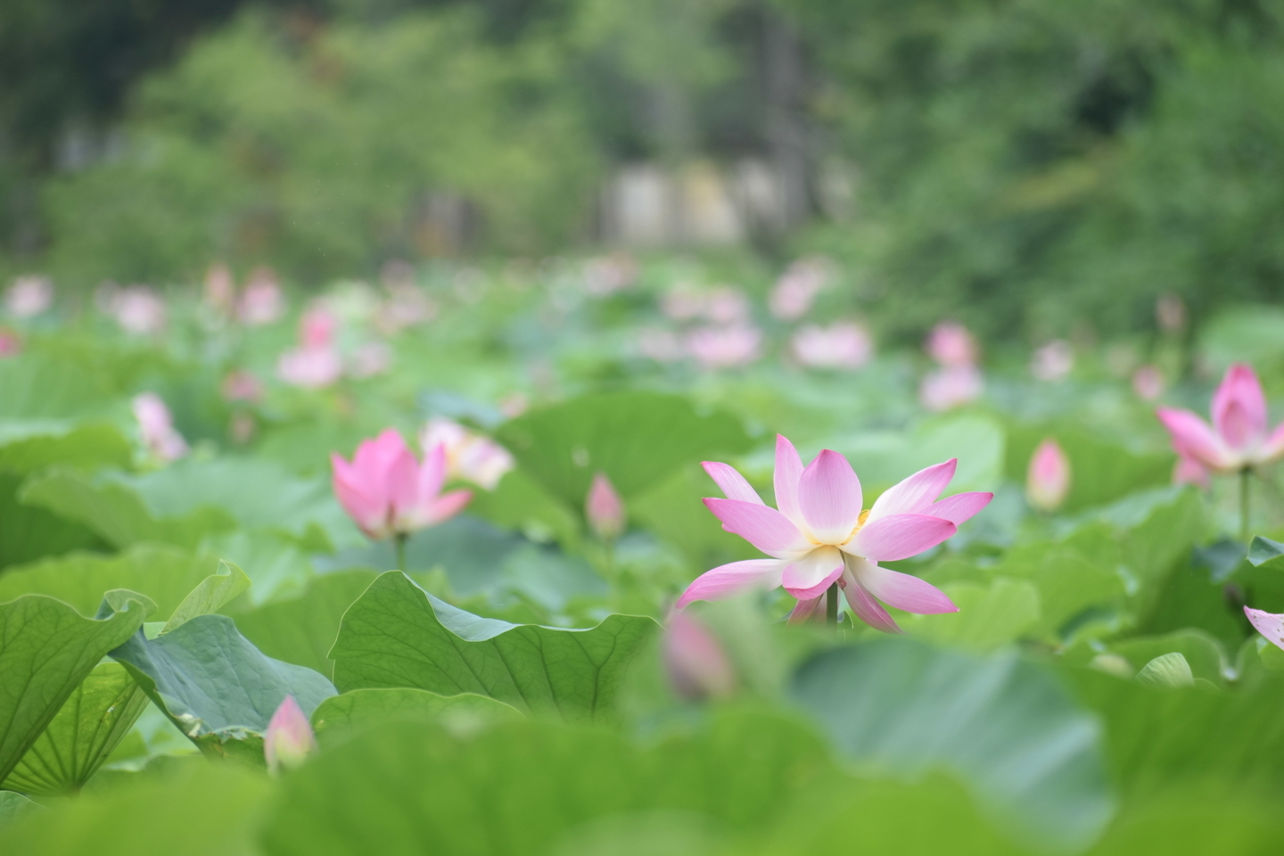 大覚寺・大沢池　蓮　2019年7月21日　撮影：MKタクシー