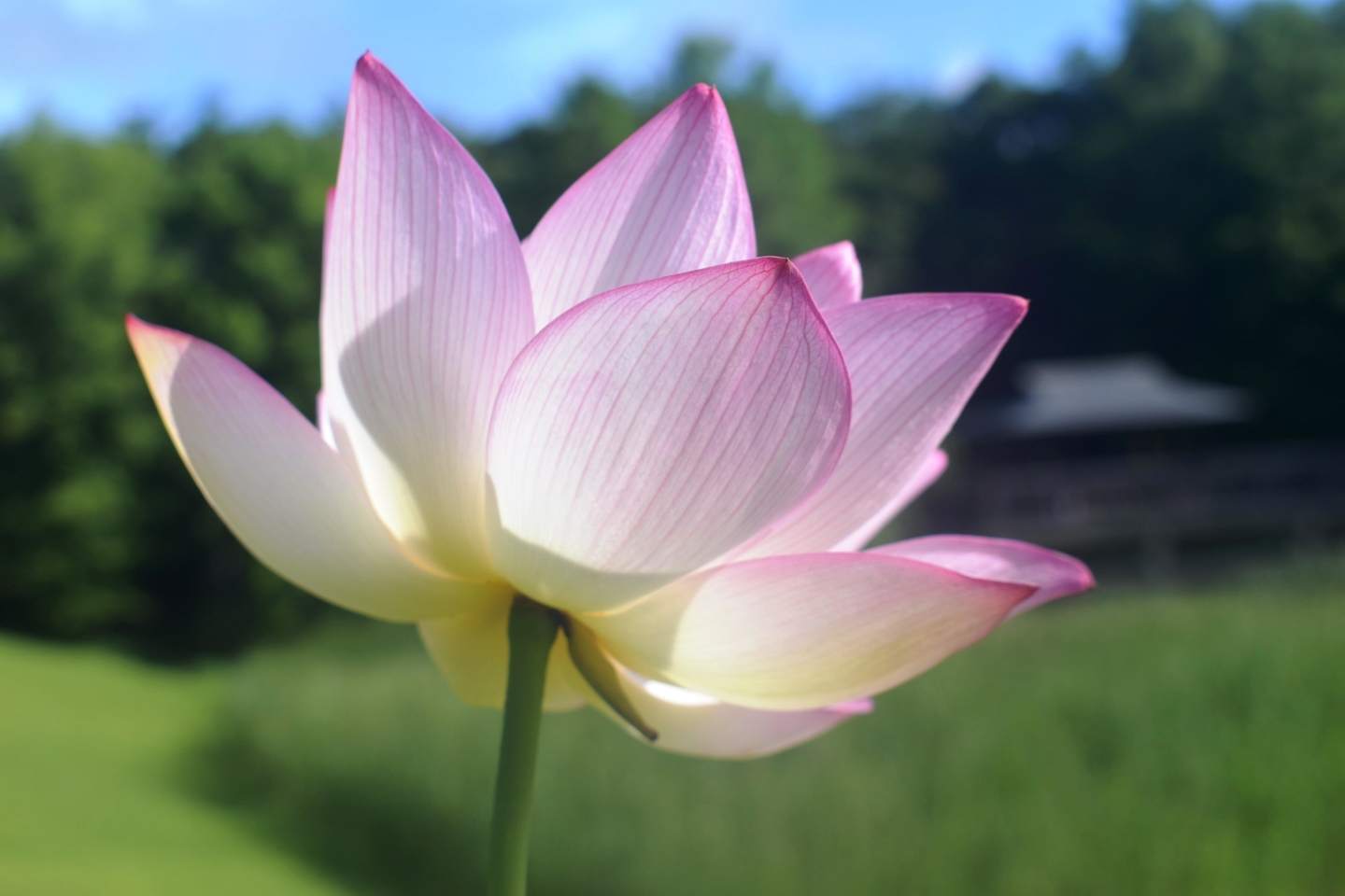修景池・観蓮会 巨椋紅霞 見頃 2021年7月19日 撮影:MKタクシー