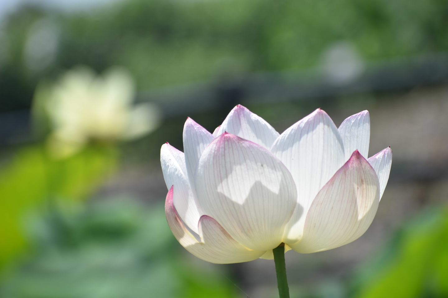 京都府立植物園 爪紅色をした巨椋の瑞光 2021年7月20日 撮影:MKタクシー
