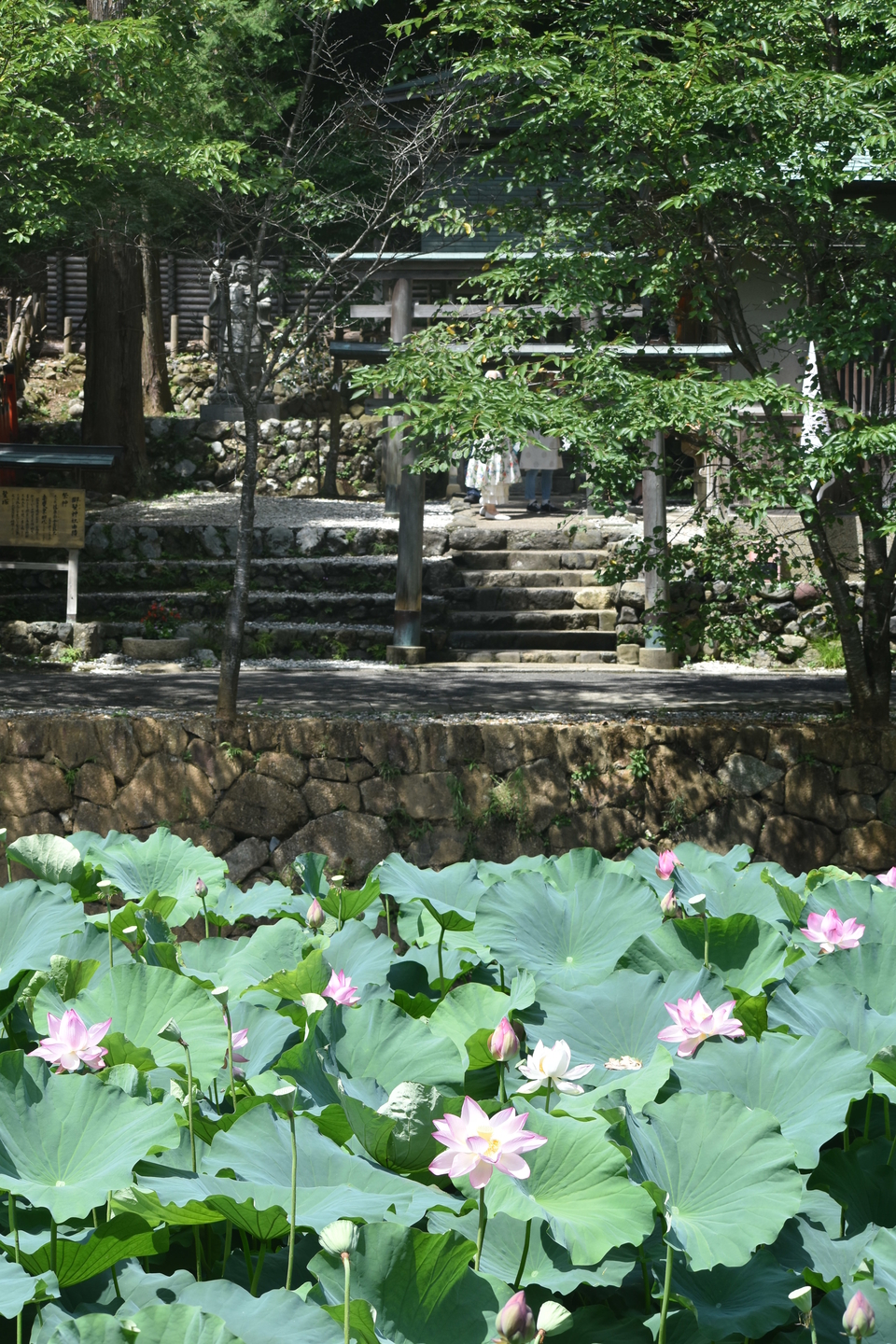 小倉池の蓮と御髪神社　2021年7月22日　撮影：MKタクシー