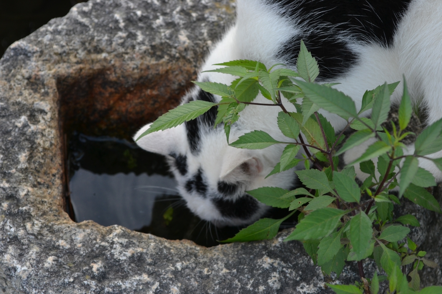 猫も水分補給は欠かせない 撮影:MKタクシー