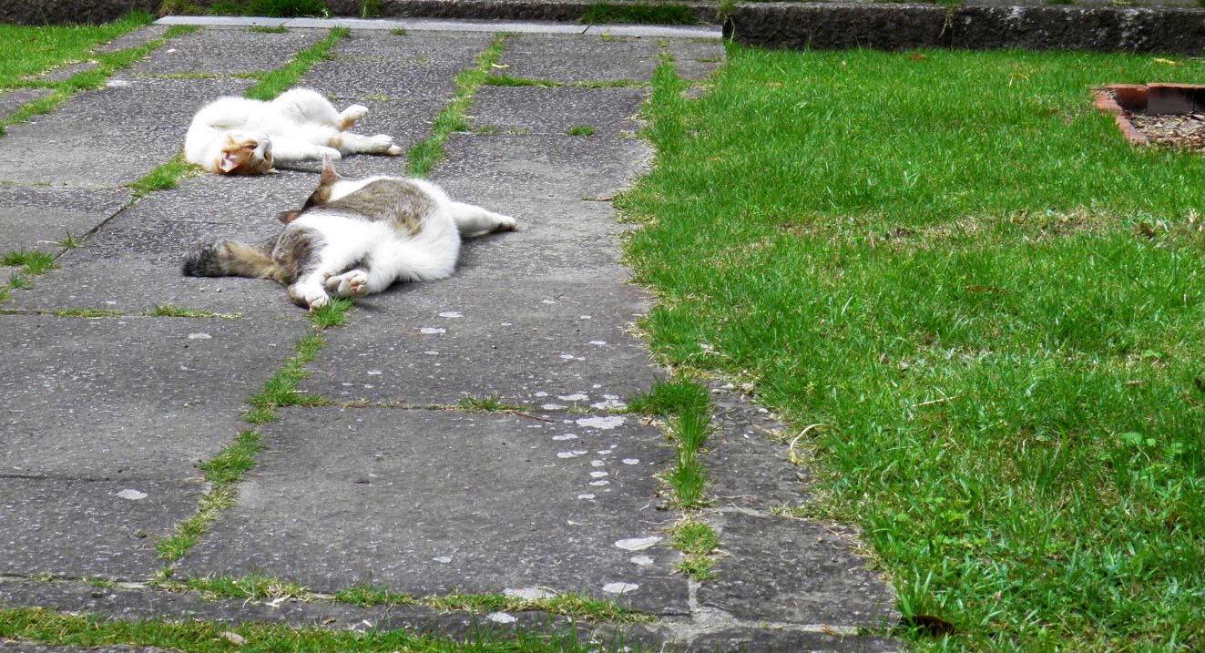 暑さのあまりにまさに溶け出している猫　撮影：MKタクシー