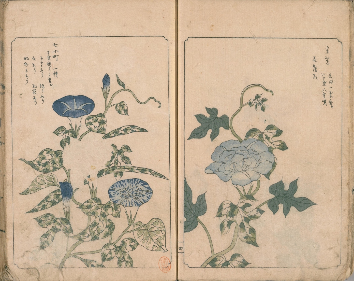変化朝顔 1817年刊行「あさかほ叢」国立国会図書館デジタルコレクションより