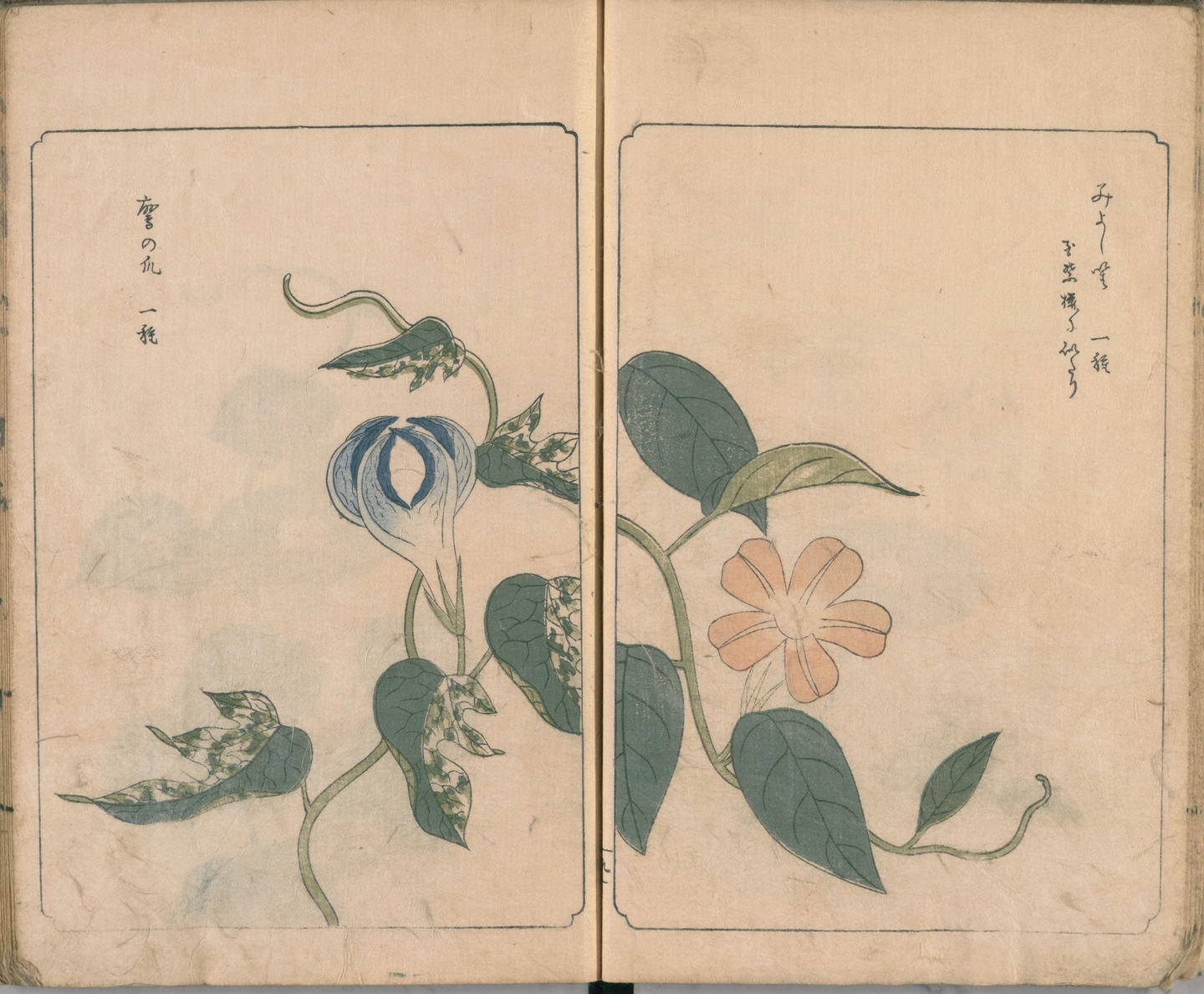 変化朝顔 1817年刊行「あさかほ叢」国立国会図書館デジタルコレクションより