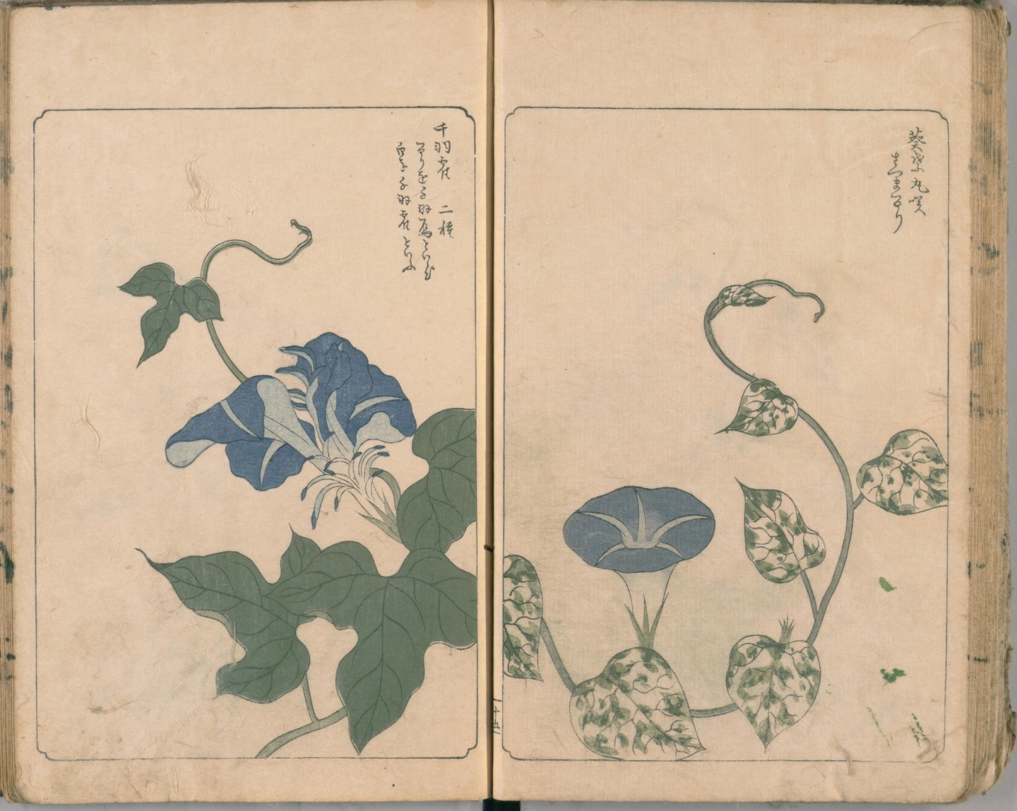 変化朝顔 1817年刊行「あさかほ叢」国立国会図書館デジタルコレクションより