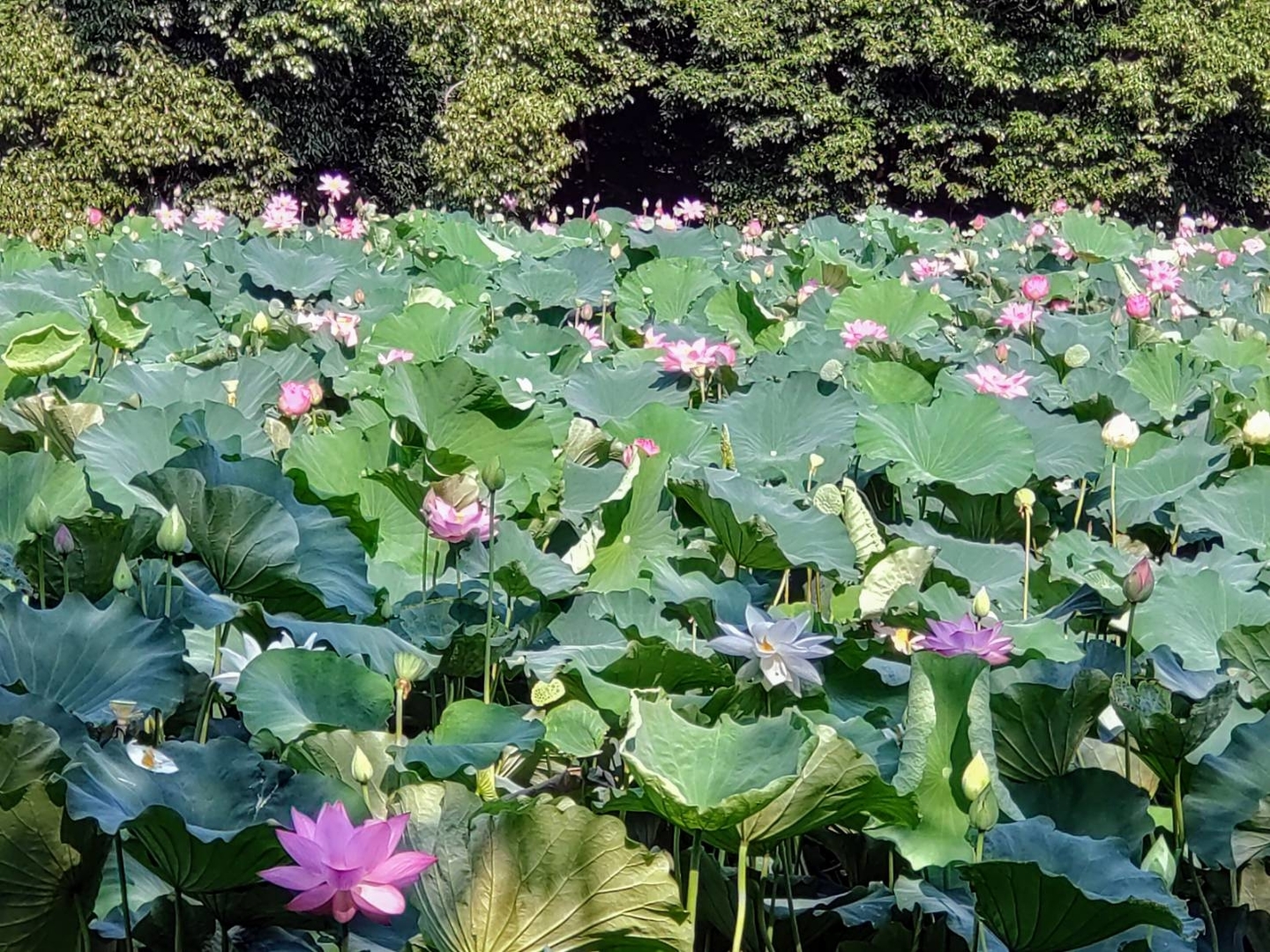小倉池の蓮 見頃 2021年7月31日 撮影:MKタクシー
