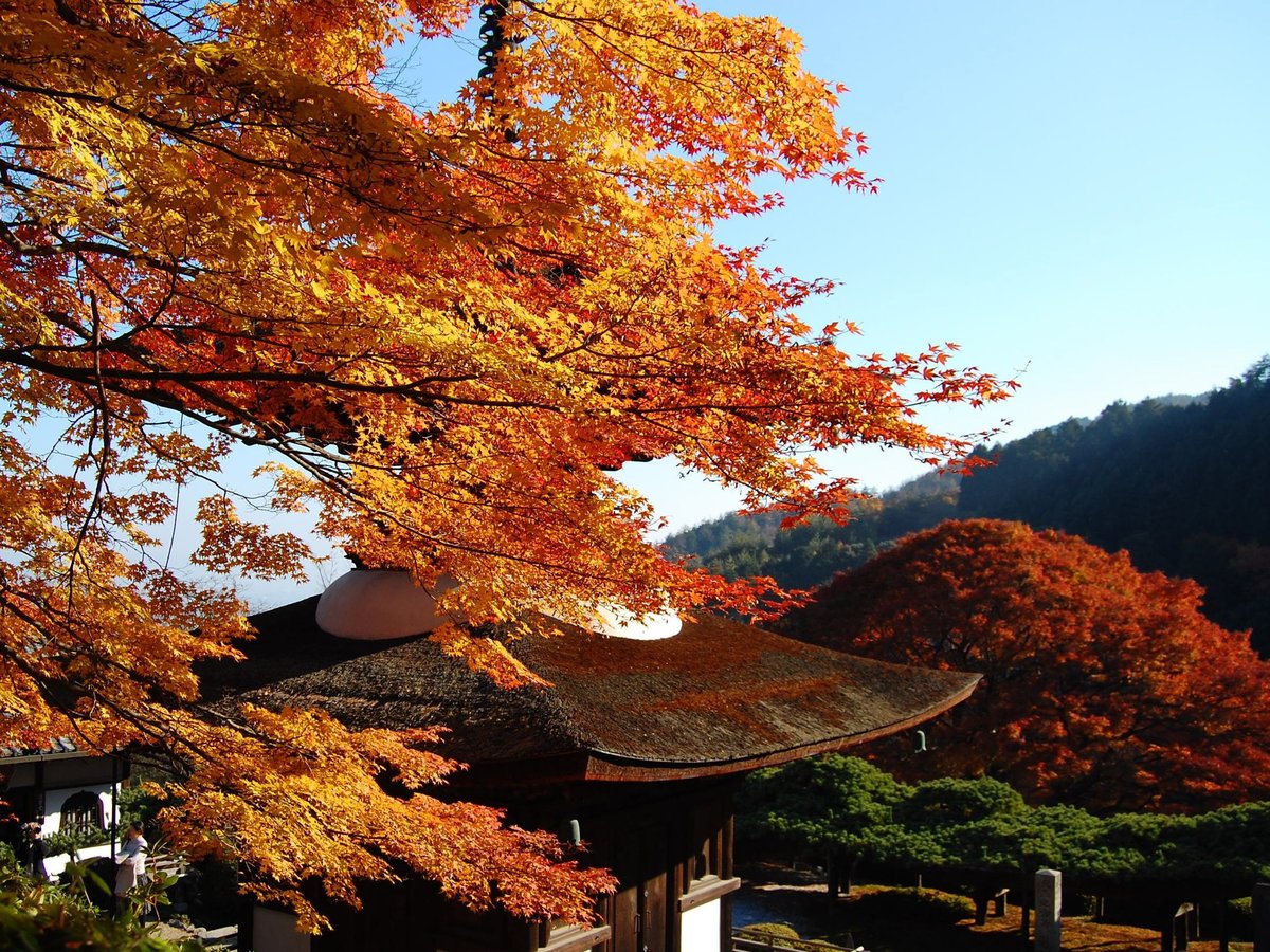 「京都の中心部を巡った後で、ゆっくり落ち着いた景色を楽しまれる方が多いです」(写真は善峯寺) MK新聞2016年11月1日号より