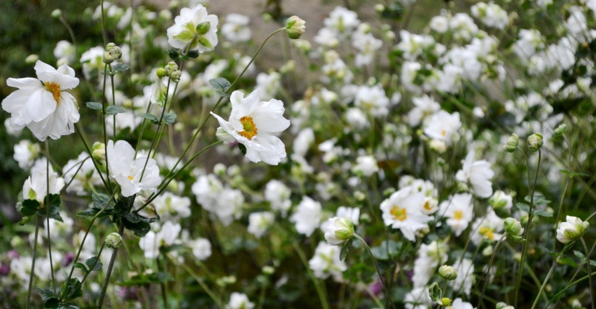 京都府立植物園の秋明菊 見頃 2017年10月15日 撮影:MKタクシー