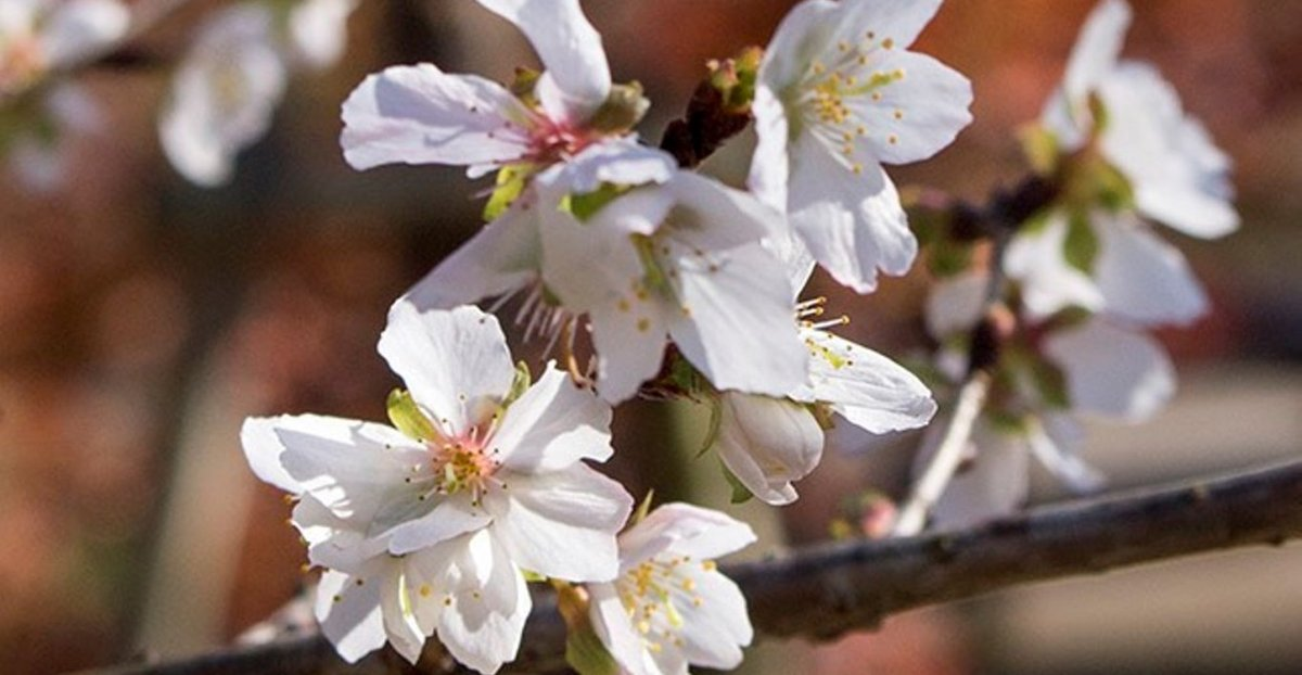 十月桜（京都府立植物園）　2017年12月6日　撮影：MKタクシー