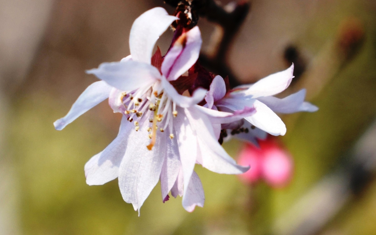 十月桜(京都府立植物園) 2019年2月18日 撮影:MKタクシー