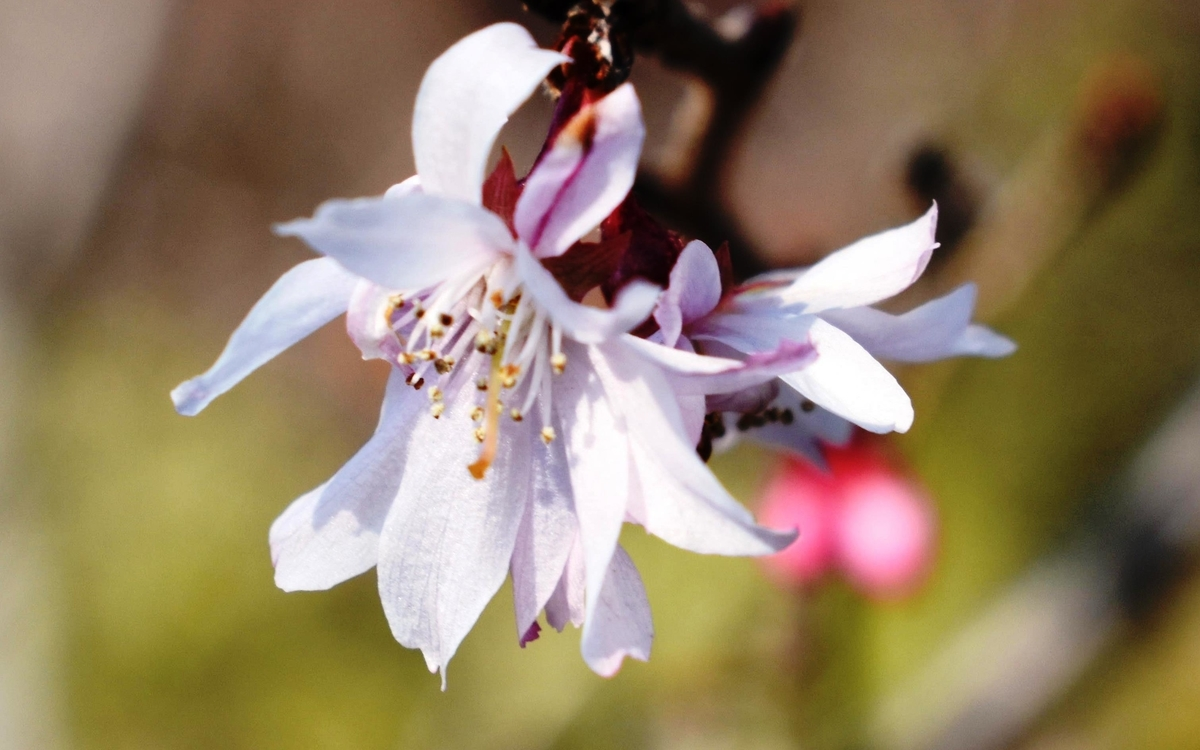 十月桜（京都府立植物園）　2019年2月18日　撮影：MKタクシー