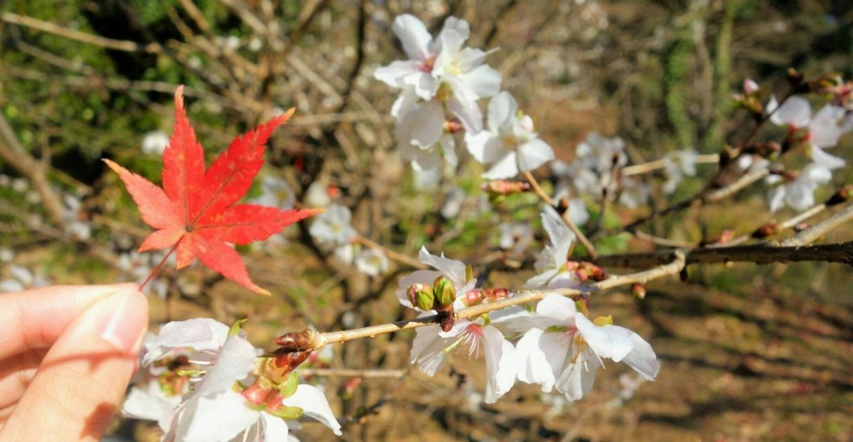 冬桜とイロハモミジ(京都府立植物園) 2017年12月6日 撮影:MKタクシー