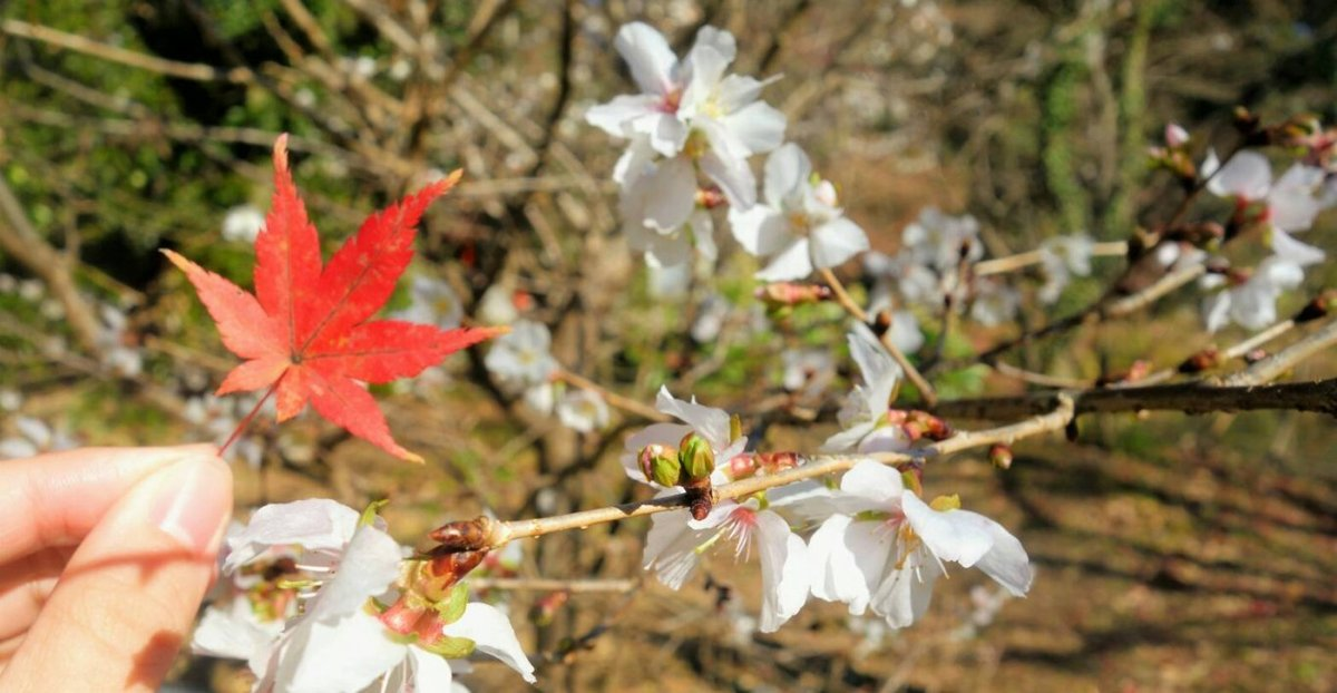 冬桜とイロハモミジ（京都府立植物園）　2017年12月6日　撮影：MKタクシー