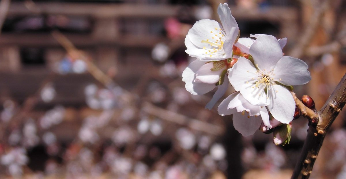 冬桜(知恩院) 2017年1月1日 撮影:MKタクシー