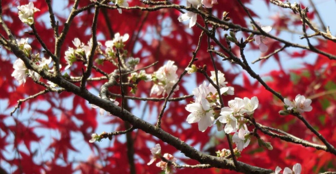 四季桜(赤山禅院) 2019年11月21日 撮影:MKタクシー