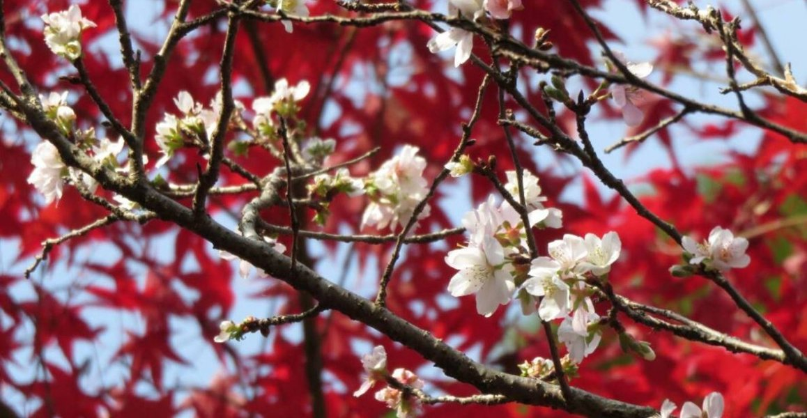 四季桜（赤山禅院）　2019年11月21日　撮影：MKタクシー