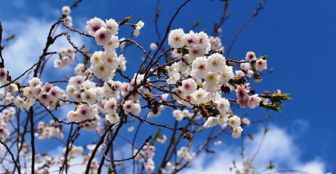 子福桜(二条公園) 2019年3月31日 撮影:MKタクシー