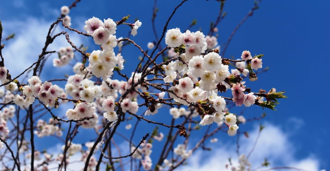 子福桜（二条公園）　2019年3月31日　撮影：MKタクシー