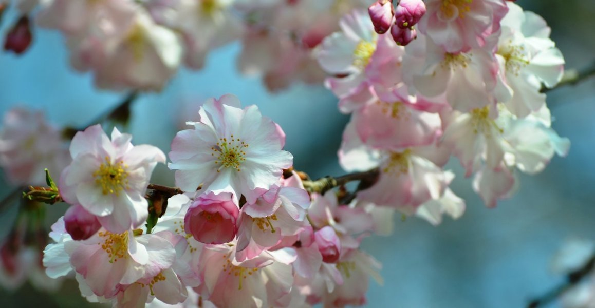 アーコレード 宇治市植物公園 2018年3月25日 撮影:MKタクシー