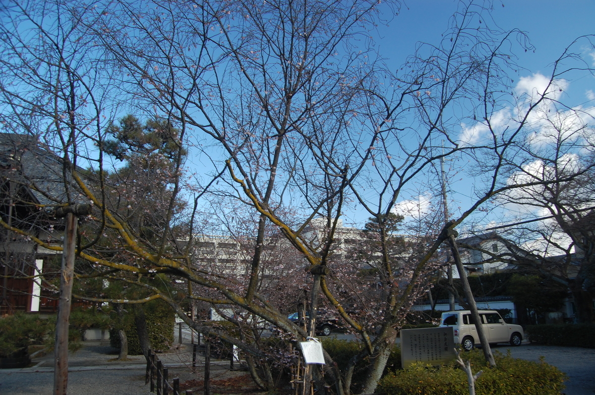 妙蓮寺の御会式桜 2009年1月24日 撮影:MKタクシー