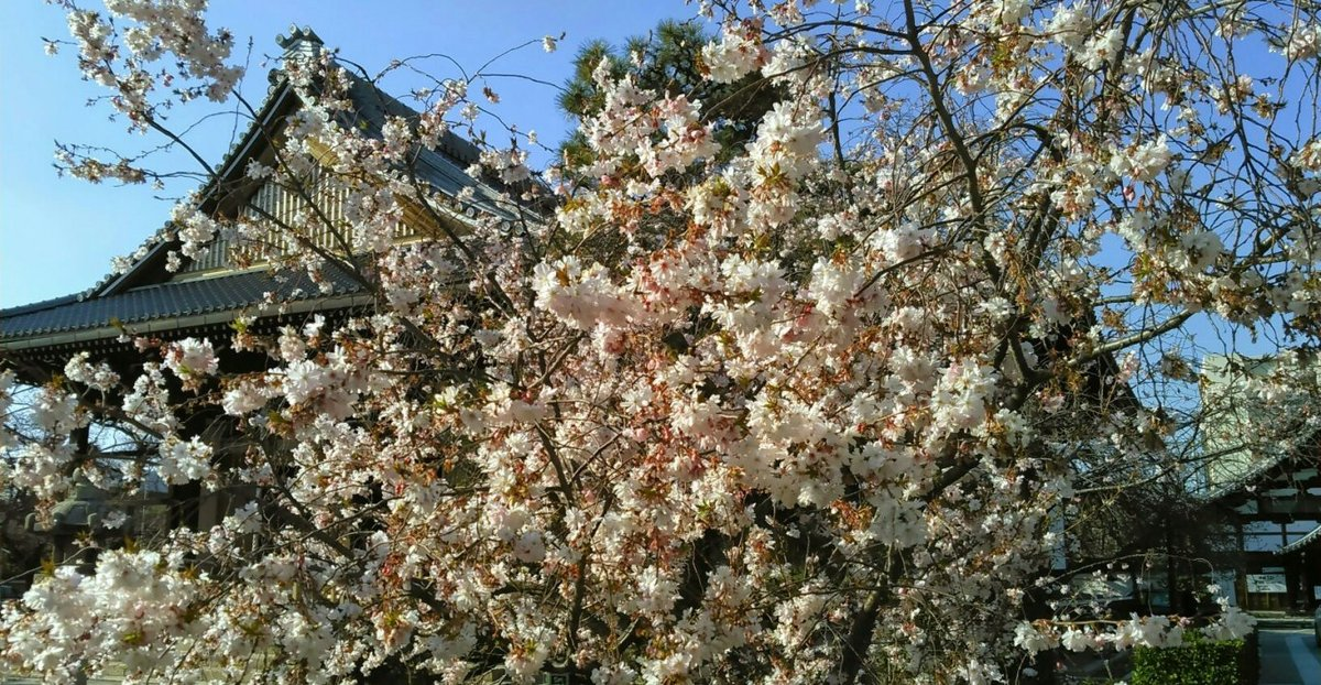 妙蓮寺の御会式桜 2015年3月28日 撮影:MKタクシー