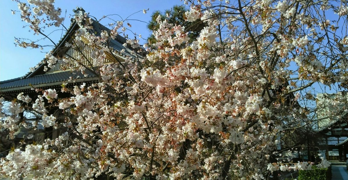 妙蓮寺の御会式桜　2015年3月28日　撮影：MKタクシー