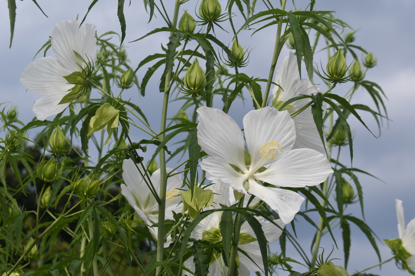 モミジアオイ　京都府立植物園　2020年7月19日　撮影：MKタクシー