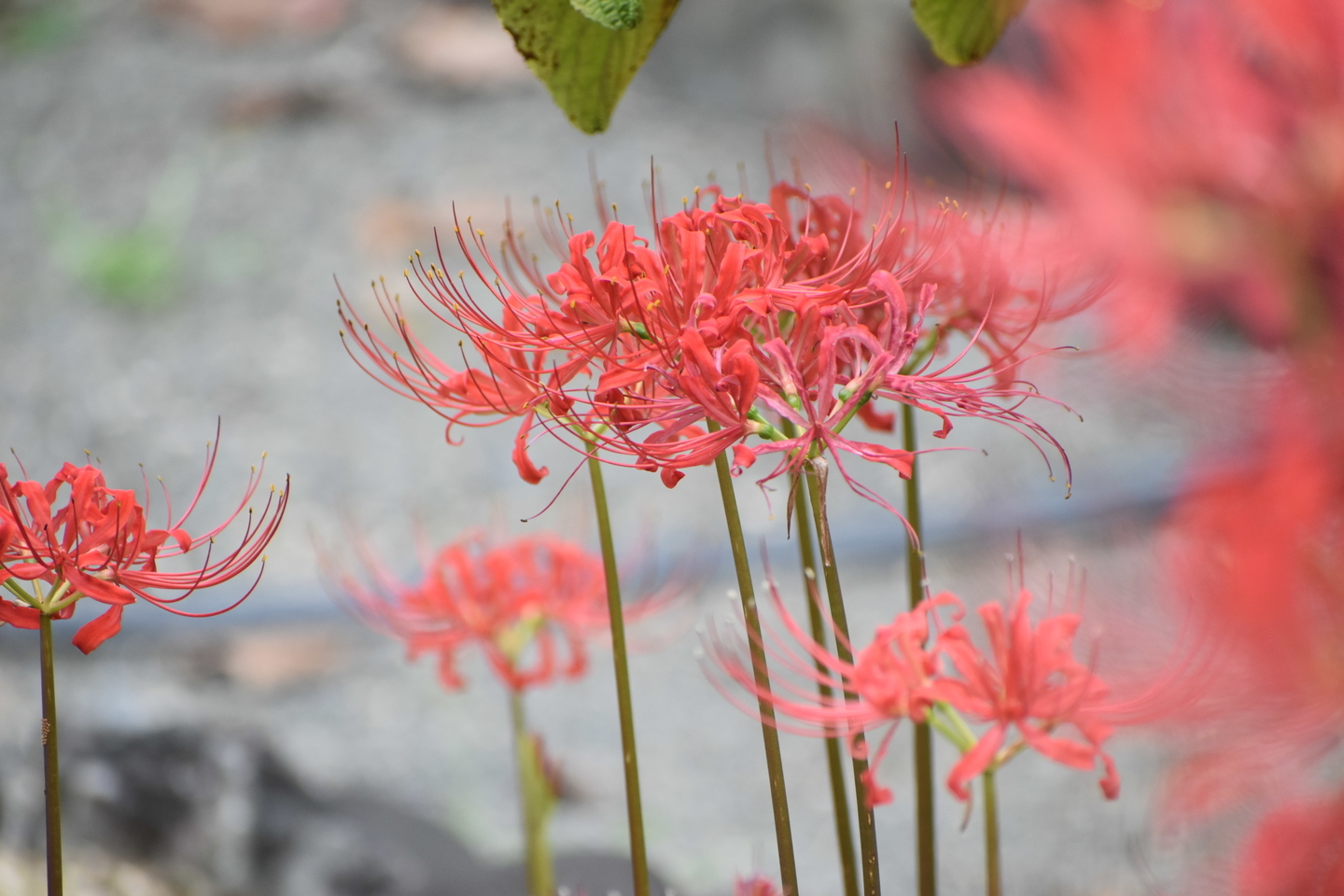 小彼岸花 京都府立植物園 2020年9月17日 撮影:MKタクシー
