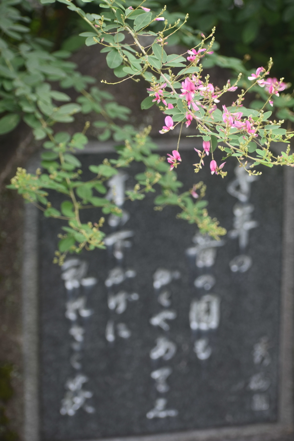 梨木神社の萩と湯川秀樹歌碑 五分咲き 2021年9月15日 撮影:MKタクシー